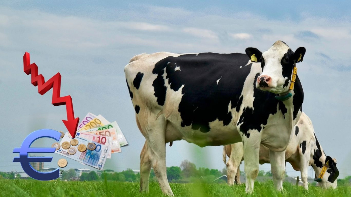 Imagen: esRadio Castilla y León. Los ganaderos de leche reclaman a la industria subidas de, al menos, 4 céntimos por litro para afrontar los sobrecostes en la producción. 
