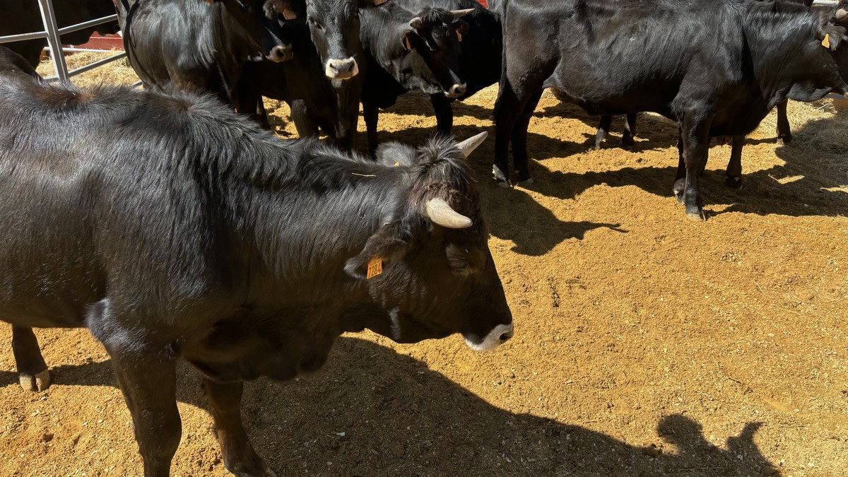 Imagen: La ganadería soriana se ha visto muy afectada por la EHE. 