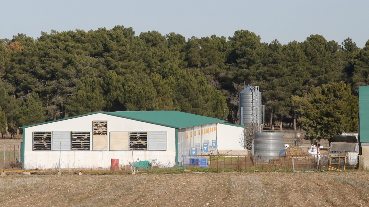 Imagen: ICAL. Explotación de pavos de engorde en Fuenterrebollo (Segovia).