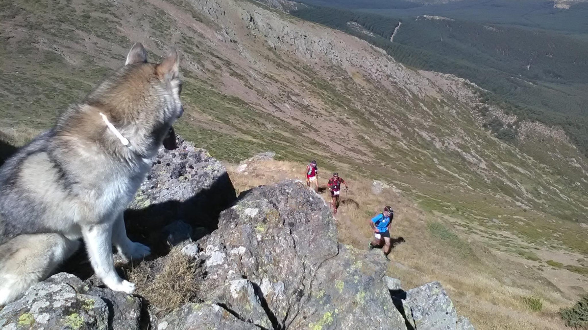 Imagen: ICAL. Imagen de archivo de un lobo en Segovia.