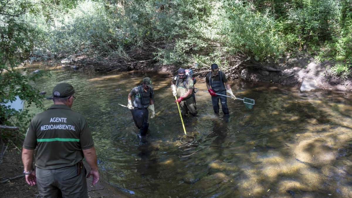 Imagen: El rescate se ha realizado empleando un equipo portátil de pesca eléctrica. 