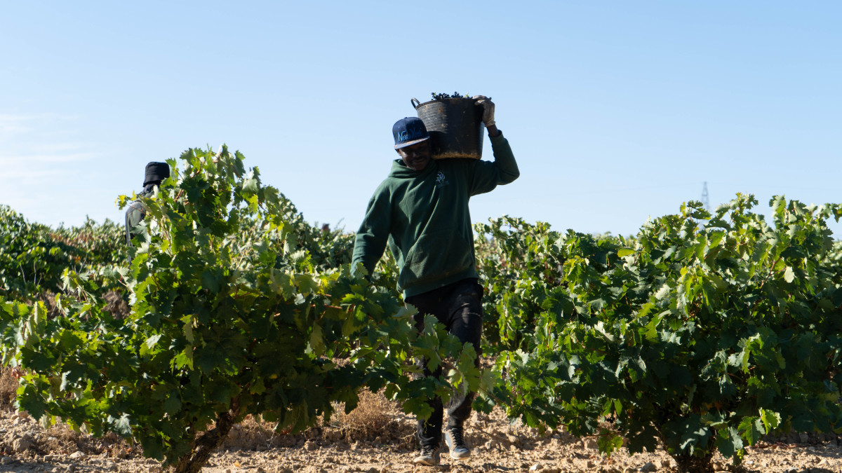 Imagen: ICAL. La vendimia finaliza con menos cantidad, pero una excelente calidad de la uva.