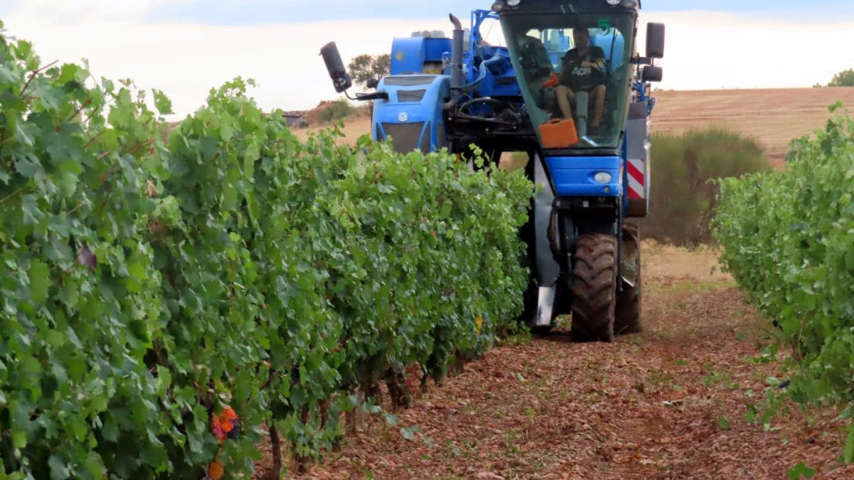 Imagen: Vendimia mecánica en un viñedo en espaldera de la zona norte del territorio de la Denominación de Origen León/DO LEÓN