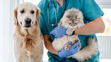 Imagen: El seguro ha pasado de cubrir solo la responsabilidad civil a ofrecer prestaciones cada vez más amplias, reflejando la importancia de los animales en el hogar