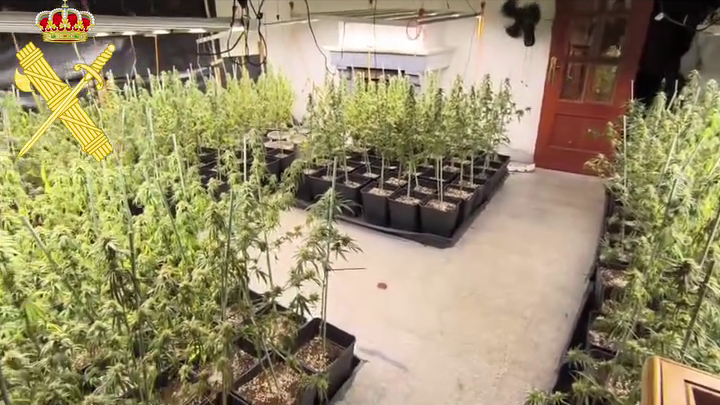 Imagen: Plantas de marihuana halladas durante el registro
