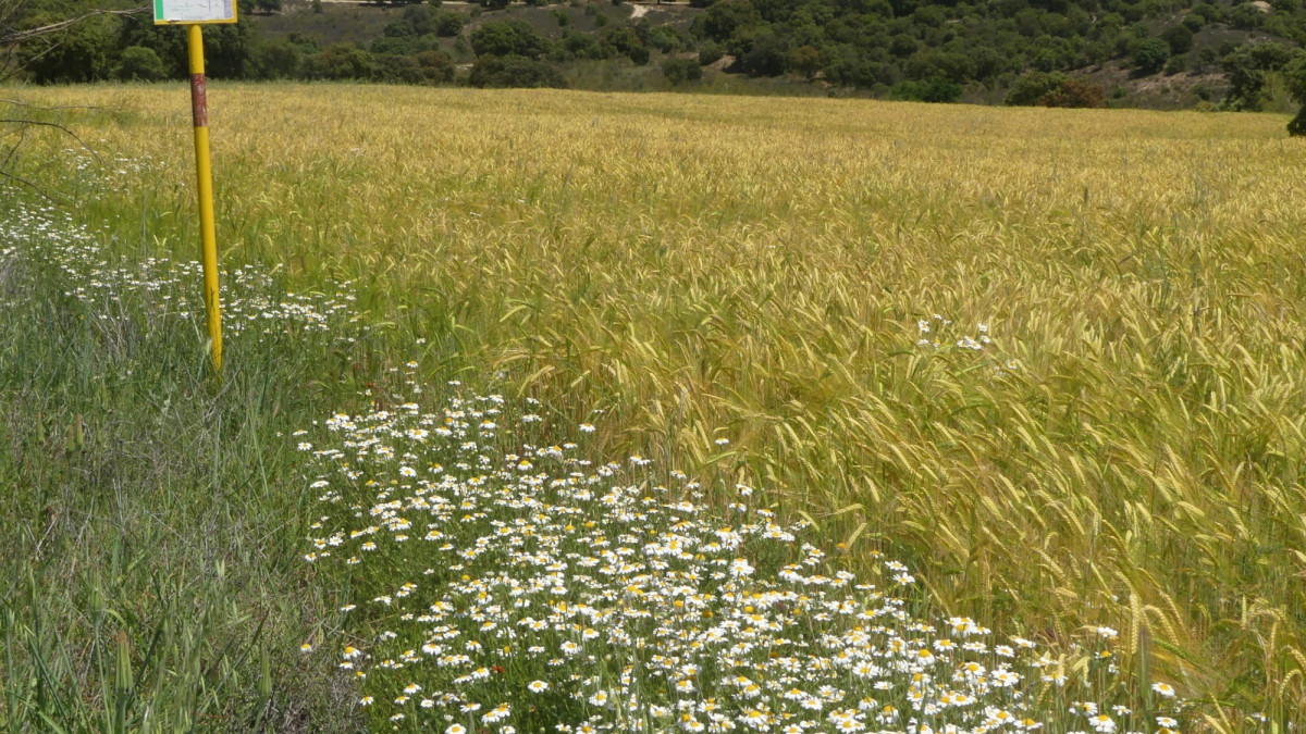 Imagen: Zona de pastoreo