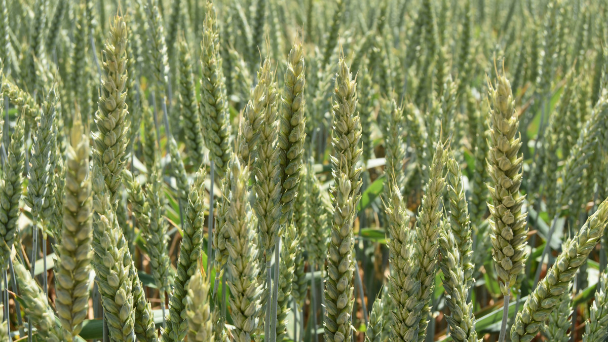 Imagen: Campo de cereal
