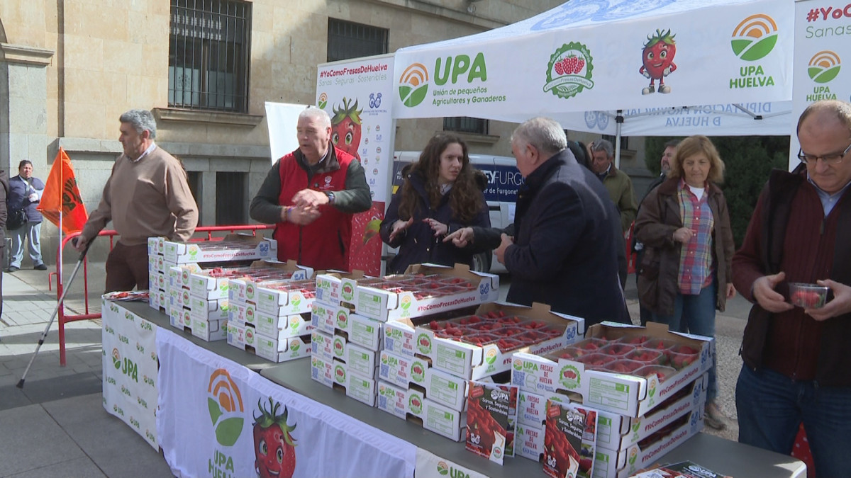 Imagen: Salamanca se vuelca con el campo en un reparto gratuito de fresas que congrega a cientos de personas