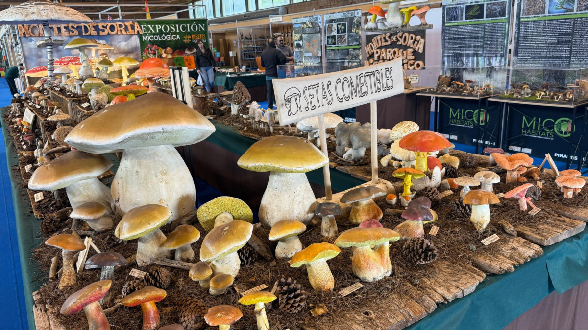 Imagen: Montes de Soria ha participado este pasado puente en la Feria Venalmazán con un gran despliegue expositivo y una profunda divulgación micológica. 