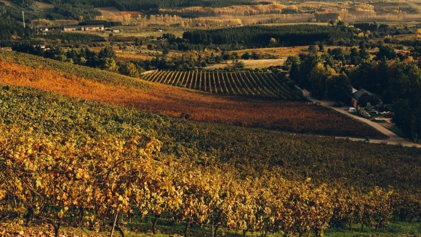 Imagen: Viñedos del Palacio de Canedo