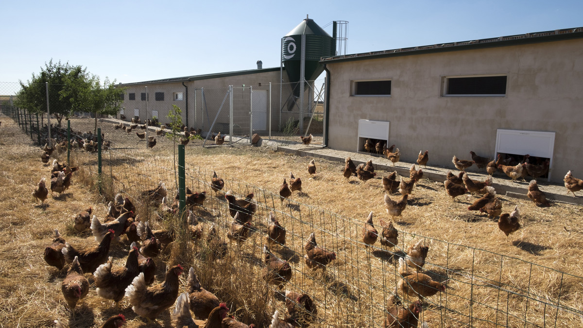 Imagen: ICAL. La gripe aviar obliga a confinar aves de corral en 250 municipios de Castilla y León.