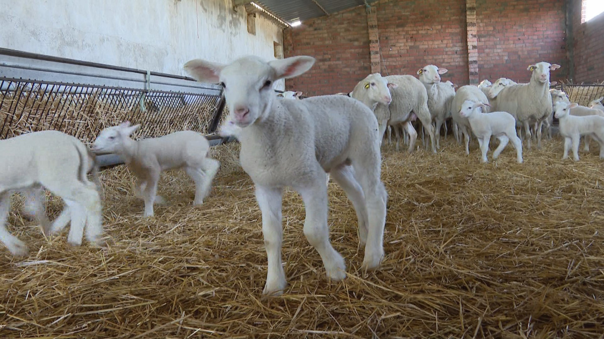 Imagen: Un cordero perteneciente a una explotación ovina