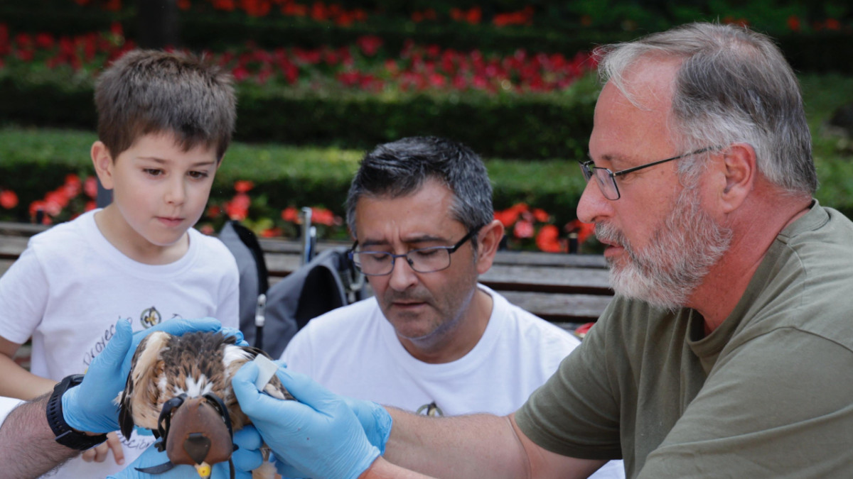 Imagen: Ayto. de Valladolid | Ejemplar de águila calzada.