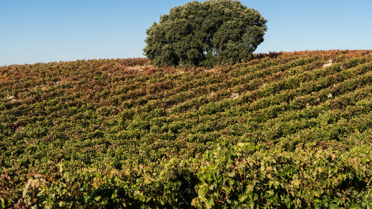Imagen: ICAL. Imagen de archivo de unos viñedos en la D.O. Ribera del Duero.