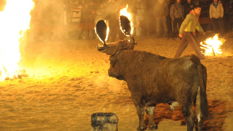 Imagen: Toro Jubilo de Medinaceli. 
