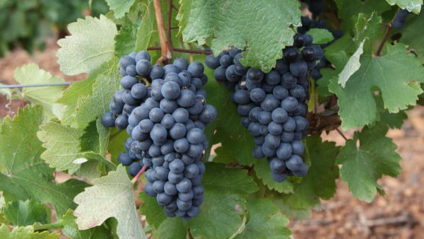 Imagen: Imagen de archivo