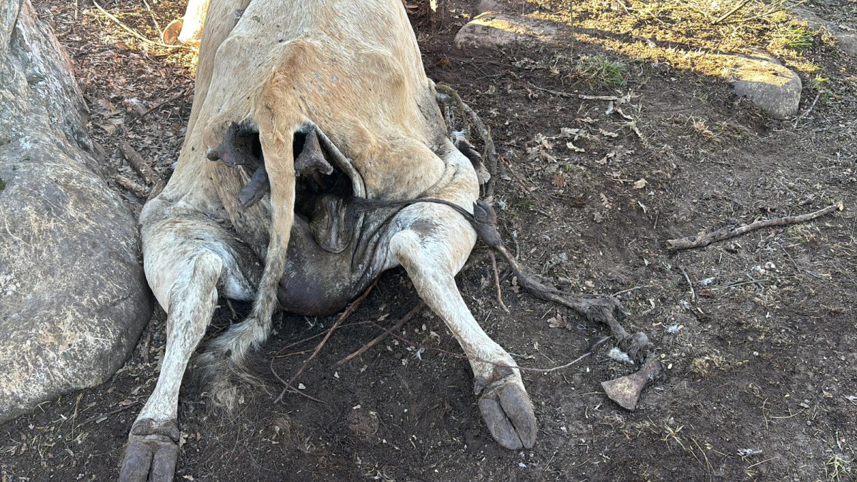 Imagen: En la provincia se han intensificado los ataques de buitres al ganado. 