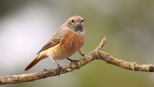 Imagen: El colirrojo real (Phoenicurus phoenicurus) cuenta con una abundante población en Soria capital y su territorio. 