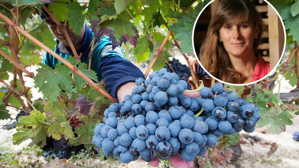 Imagen:  ICAL |Ricardo Ordóñez - Archivo Campaña de vendimia en la comarca burgalesa de Ribera del Duero (Yolanda García Viadero) 