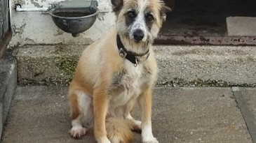Imagen: Lisa es una de las perritas que cuida la protectora Peludines sin suerte