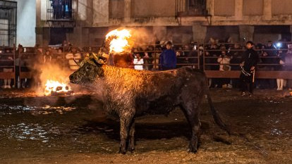 Imagen: El tradicional Toro Jubilo estaba previsto celebrarse este próximo sábado, 16 de noviembre. 