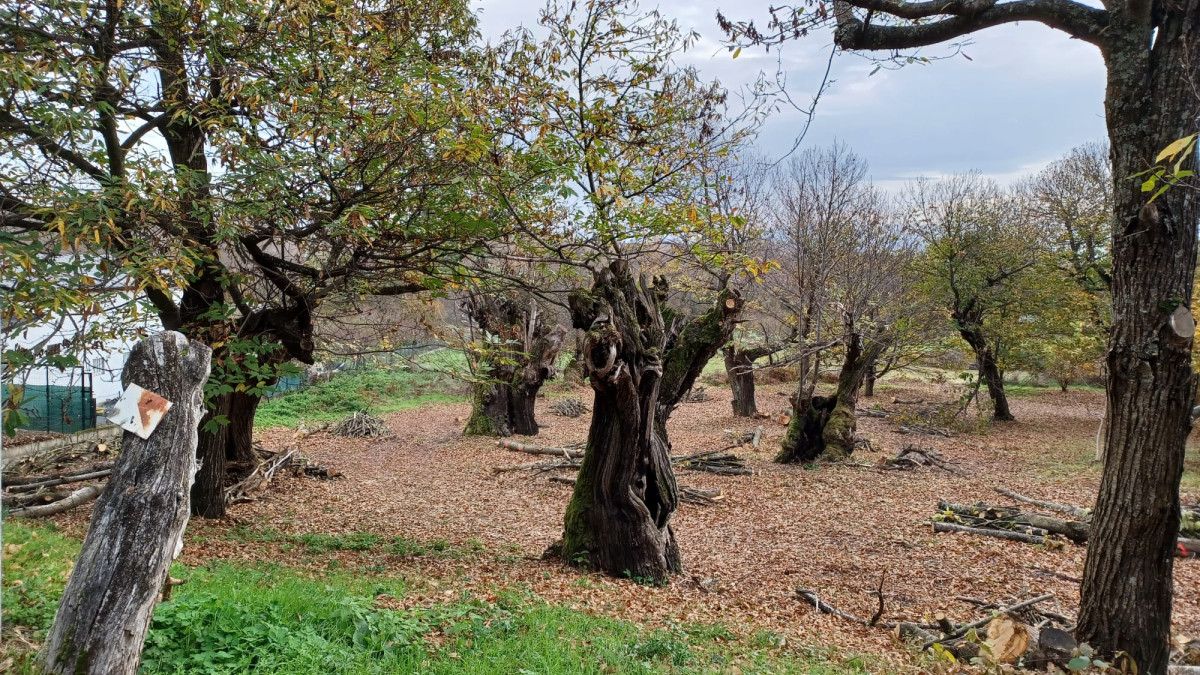 Imagen: Soto de castaños en Corullón