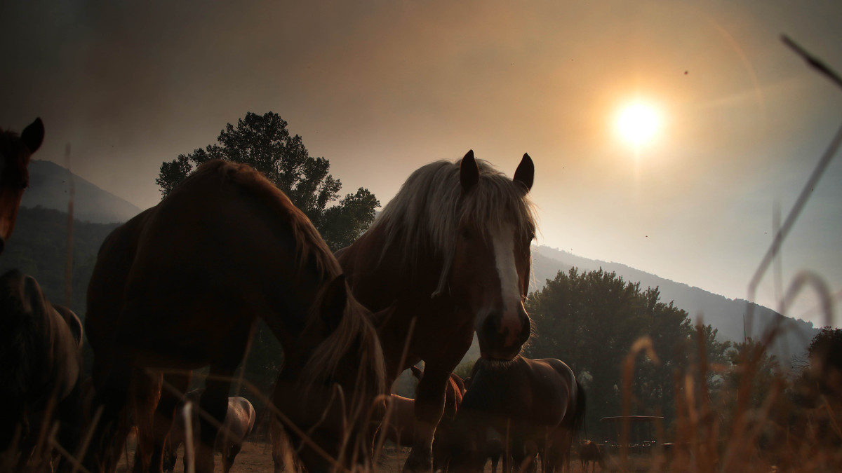 Imagen: ICAL. Animales en terrenos afectados por los fuegos que han asolado Castilla y León.