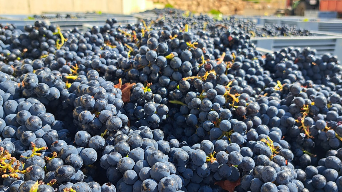 Imagen: Vendimia del 2025
