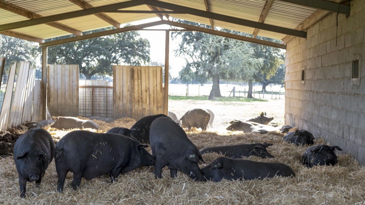 Imagen: ICAL. Imagen de archivo de una explotación de ganado porcino.