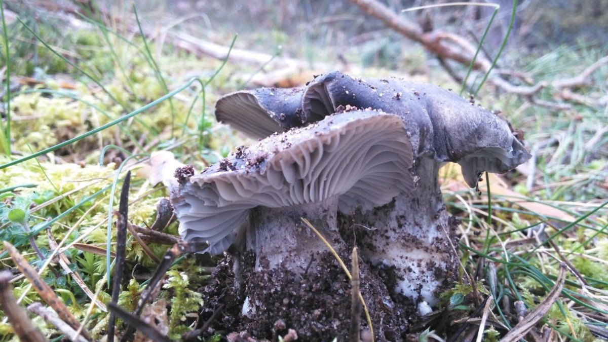 Imagen: El marzuelo es una de las especies micológicas que ya se puede recolectar. 