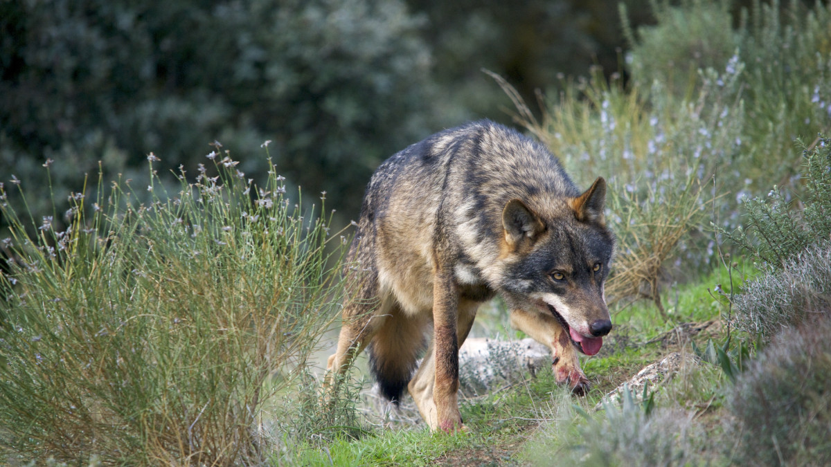 Imagen: Ministerio de Transición Ecológica y Reto Demográfico. Imagen de un ejemplar de lobo ibérico.