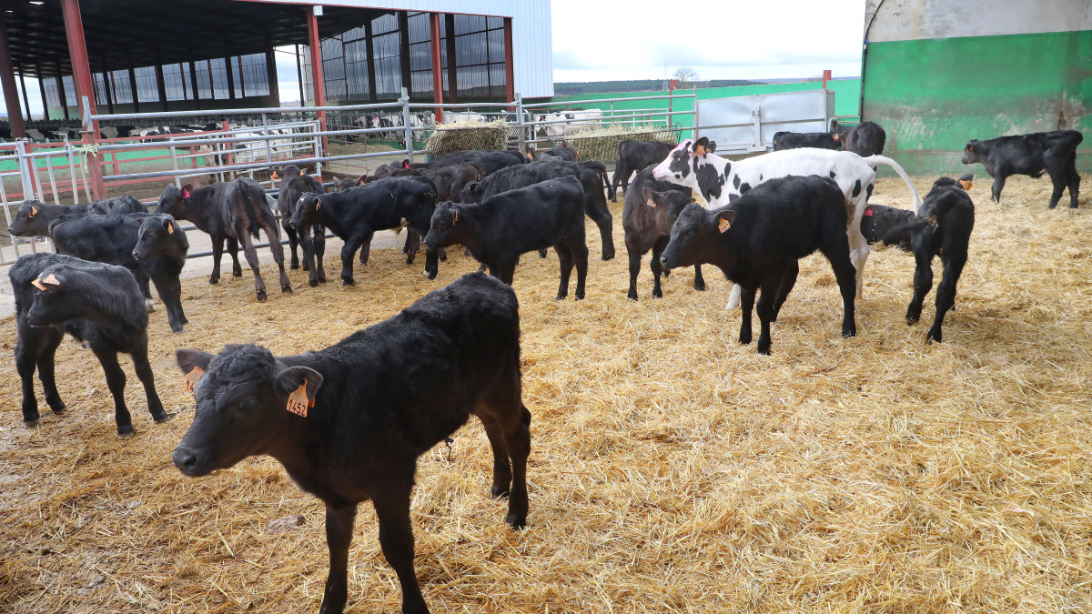 Imagen: ICAL. Castilla y León prorroga hasta el 30 de noviembre las restricciones para frenar el avance de la Dermatosis Nodular Contagiosa.