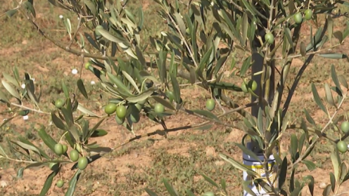 OLIVOS