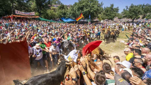 Imagen de la salida de los novillos de los corrales de Cañada Honda en el Jueves La Saca. 