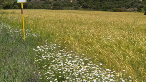 Zona de pastoreo