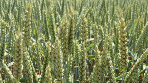 Campo de cereal en Valladolid