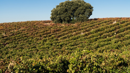 ICAL. Imagen de archivo de unos viñedos en la D.O. Ribera del Duero.