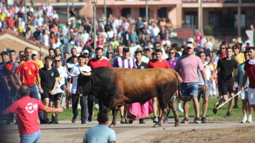 Ayuntamiento de Tordesillas. El toro 'Campanito' protagoniza un Toro de la Vega rápido y sin incidentes.