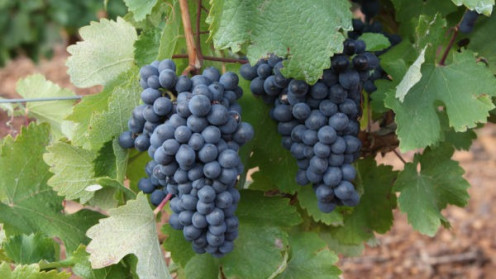 ruta-del-vino-5-600x400