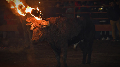 Toro Jubilo Medinaceli