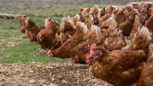 ICAL. Imagen de archivo de gallinas en una granja.