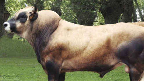 Raza bovina Asturiana de los Valles