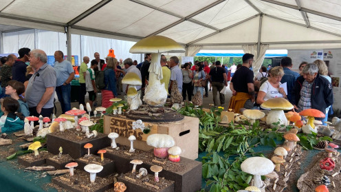El Mycological Summer Tour de Montes de Soria recorrerá un total de diez localidades de la provincia. 