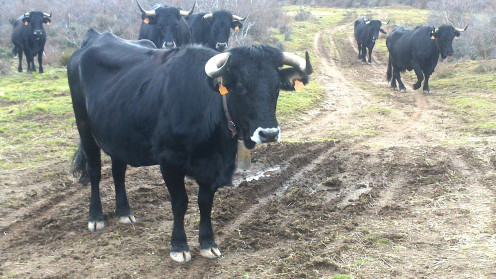 rebano-de-serrana-negra.-valtajeros--soria-.-juan-martinez--2014.