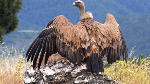 Un gran ejemplar de buitre leonado fotografiado desde el centro de observación de Lagunilla
