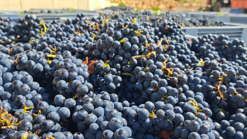 D.O BIERZO VENDIMIA 4