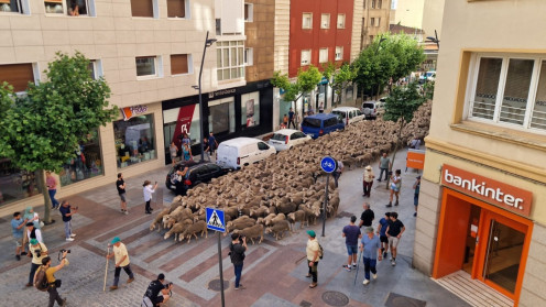Un rebaño de un millar de ovejas ha tomado esta mañana el centro de la ciudad.