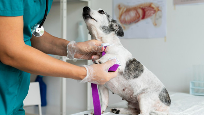 Imagen de archivo de una Clínica Veterinaria