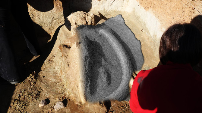 Fotografía de restos fósiles de los colmillos del mastodonte expuestos tras su recuperación en el cerro de las Contiendas de Valladolid y superposición de cómo serían en un mejor estado de conservación 