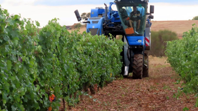 Vendimia mecánica en un viñedo en espaldera de la zona norte del territorio de la Denominación de Origen León/DO LEÓN